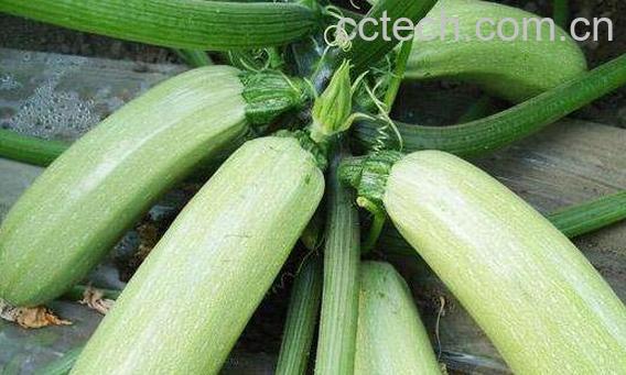 西胡瓜的功效与作用及禁忌-1