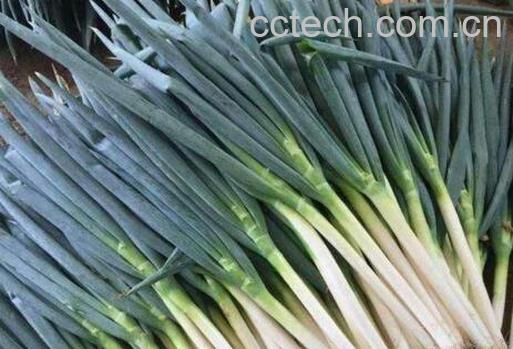 五叶齐大葱怎么样 五叶齐大葱怎么吃-0