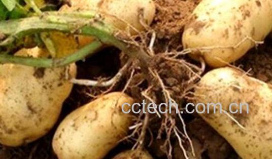 洋芋的功效与作用及禁忌-0