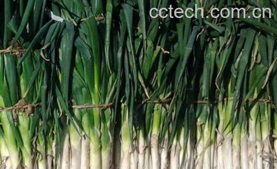 五叶齐大葱怎么样 五叶齐大葱怎么吃-1