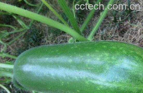 冬瓜藤的功效与作用及禁忌-1