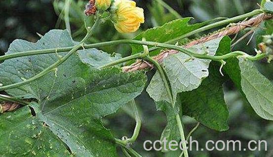 冬瓜藤的功效与作用及禁忌-0