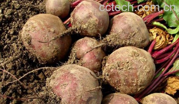 红芥菜的功效与作用 吃红芥菜的好处有哪些-0