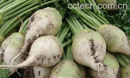 整个芥菜疙瘩怎么腌制-0