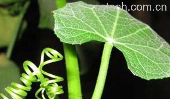 丝瓜藤水的功效与作用 丝瓜藤水的用法-0