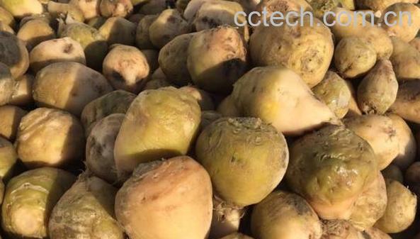 整个芥菜疙瘩怎么腌制-1