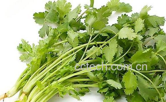香荽的功效与作用 香荽的食用方法-1