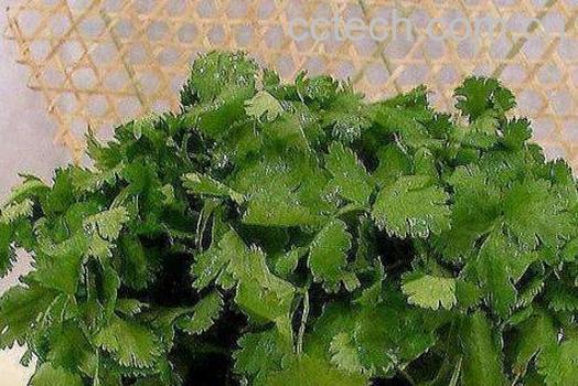 香荽的功效与作用 香荽的食用方法-0