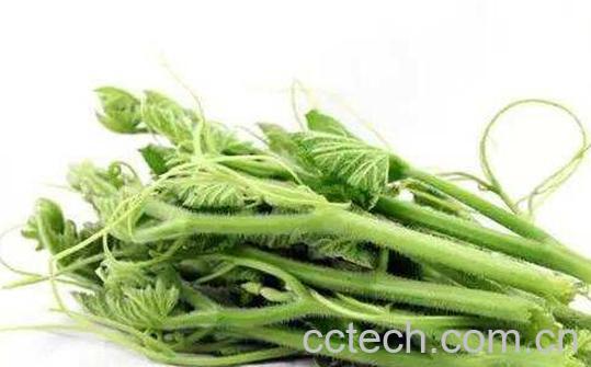 南瓜藤的功效与作用-1