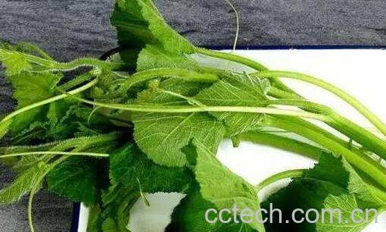 南瓜藤泡水喝有什么功效-0