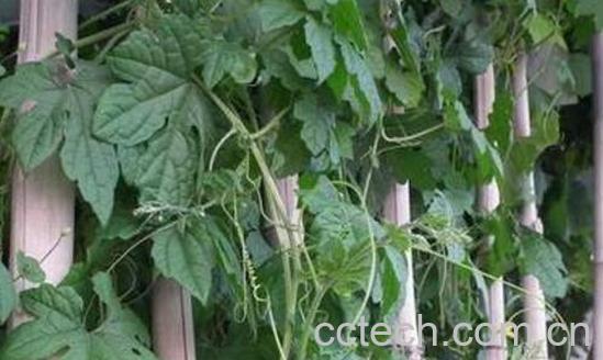 丝瓜藤的功效与作用 丝瓜藤的使用禁忌-1
