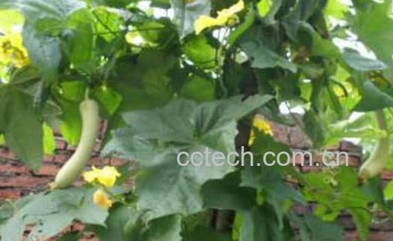 丝瓜藤的功效与作用 丝瓜藤的使用禁忌-0