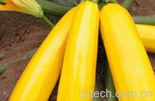 香蕉瓜怎么吃 香蕉瓜的食用方法-1
