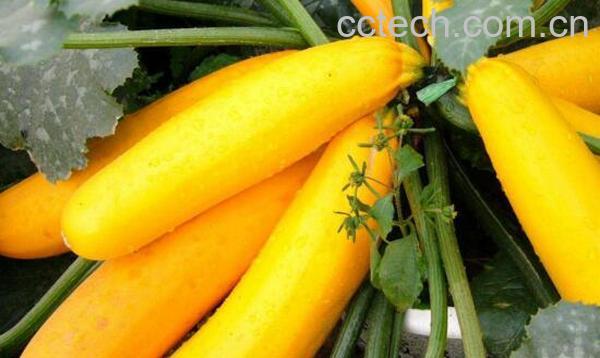 香蕉瓜怎么吃 香蕉瓜的食用方法-0