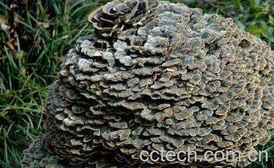 云芝的功效与作用 吃云芝的好处有哪些-0