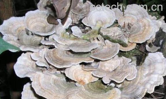 云芝的功效与作用 吃云芝的好处有哪些-1