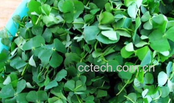 四叶菜的功效与作用及禁忌-0