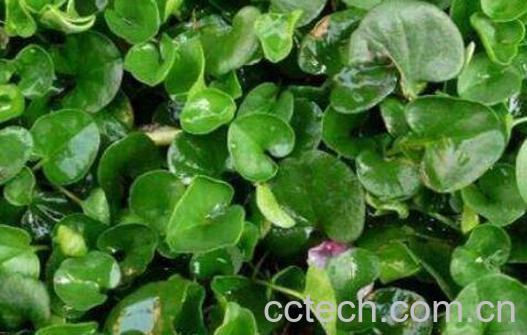 四叶菜的功效与作用及禁忌-1