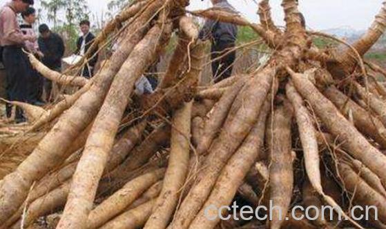 木薯的功效与作用 木薯的食用方法-1