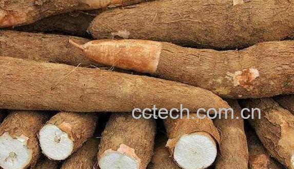 木薯的功效与作用 木薯的食用方法-0