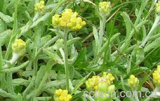 鼠曲草的功效与作用及禁忌-1