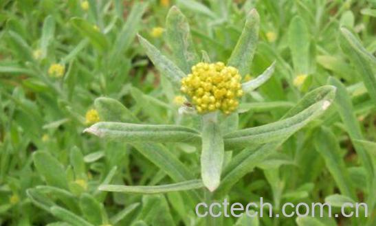 鼠曲草的功效与作用及禁忌-0