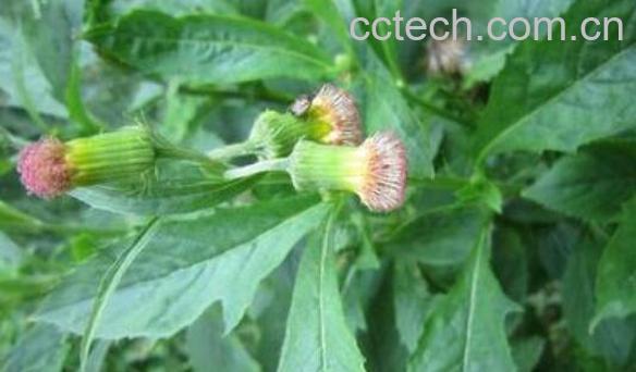 野茼蒿菜的药用价值与副作用-1