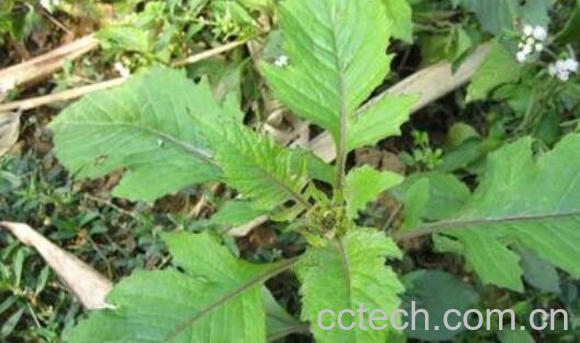 野茼蒿菜的药用价值与副作用-0
