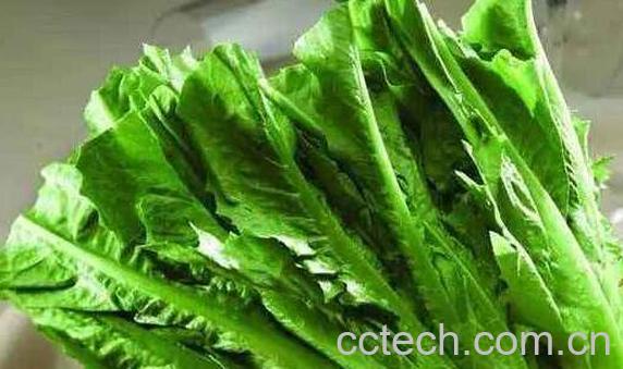 香麦菜怎么吃 香麦菜怎么炒-1