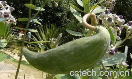 牛角瓜的功效与作用-0