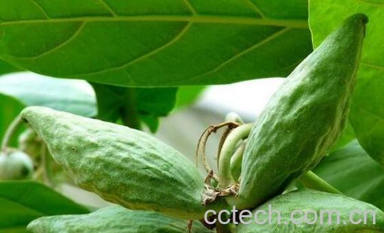 牛角瓜怎么吃 牛角瓜的食用方法-1