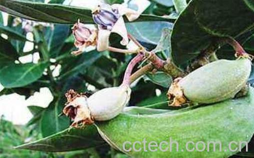 牛角瓜怎么吃 牛角瓜的食用方法-0