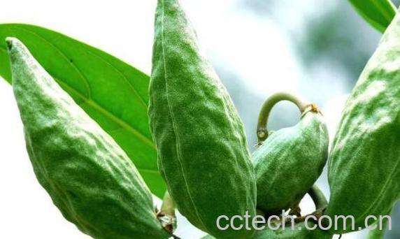 牛角瓜的功效与作用-1