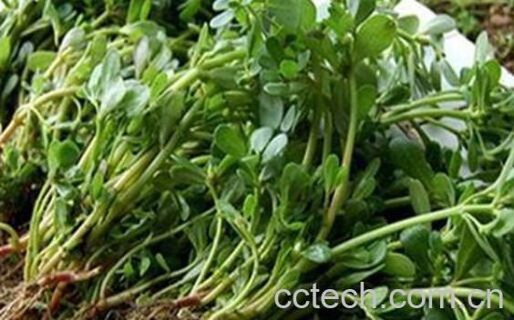 蚂蚁菜的功效与作用及禁忌-1