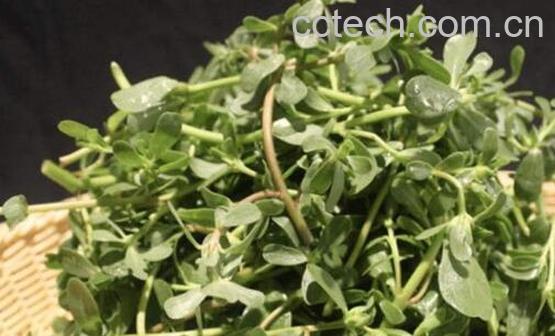 蚂蚁菜什么人不能吃 吃蚂蚁菜的禁忌有哪些-1