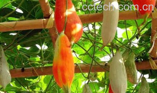 老鼠瓜的功效与作用-0