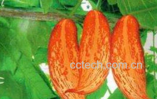 变色瓜怎么吃 变色瓜的吃法大全-1