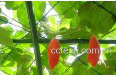 变色瓜怎么吃 变色瓜的吃法大全-0