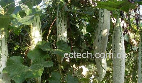 老鼠瓜的功效与作用-1