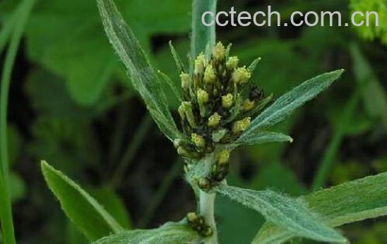 鼠麴草的功效与作用及禁忌-1