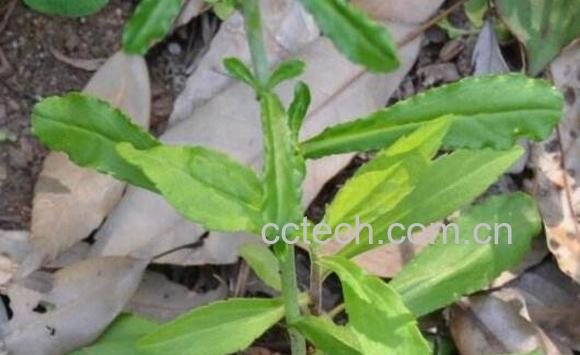 鼠麴草的功效与作用及禁忌-0