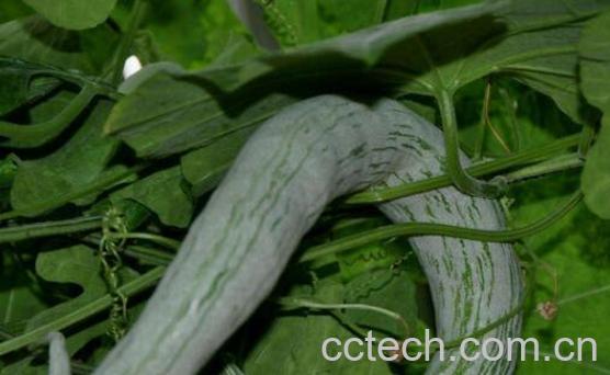 蛇瓜的功效与作用 蛇瓜的禁忌-1