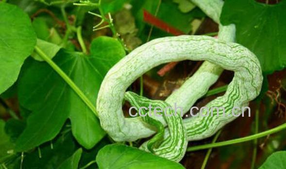 蛇瓜的功效与作用 蛇瓜的禁忌-0