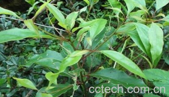 革命菜怎么吃 革命菜的正确食用方法-0