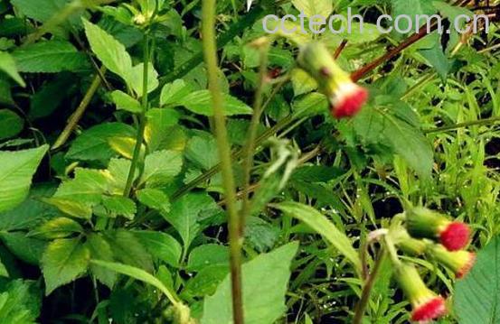 革命菜的功效与作用及禁忌-1