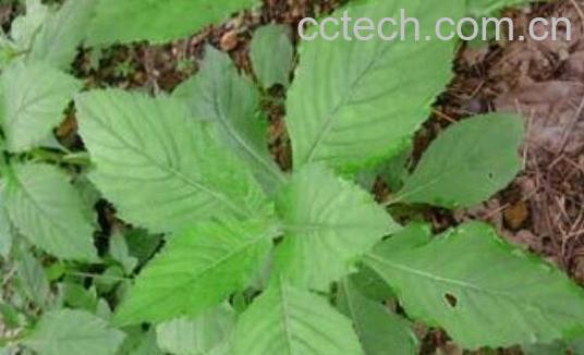 革命菜怎么吃 革命菜的正确食用方法-1