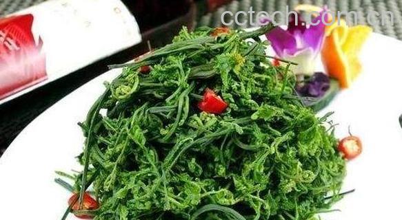 云龙菜的功效与作用 吃云龙菜的好处-0