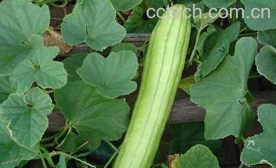 越瓜的功效与作用 越瓜怎么吃-1