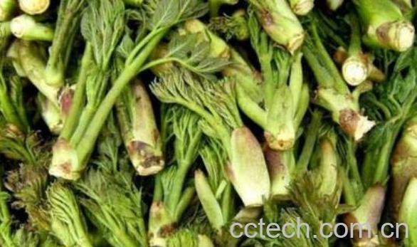 刺老芽的功效与作用-0