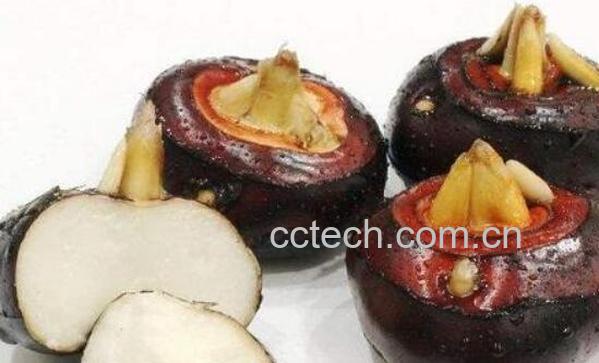 荸荠泡酒的功效与作用-1